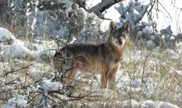 Francesco, l'uomo che fotografa i lupi sull'Alta Murgia: Simbolo della natura pi autentica